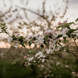 Fleurs de pommes